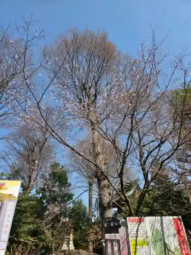 川越八幡宮の{uncategorized: "未分類", other: "その他", undefined: "問題あり", building: "その他建物", grave: "お墓", sacred_gate: "鳥居", guardian: "狛犬", statue: "像", buddha: "仏像", history: "歴史", nature: "自然", garden: "庭園", animal: "動物", pagoda: "塔", temizu: "手水舎", mountain_gate: "山門・神門", sanctuary: "本殿・本堂", subordinate: "末社・摂社", art: "芸術", scenery: "景色", jizo: "地蔵", ema: "絵馬", goshuin: "御朱印", omikuji: "おみくじ", items: "授与品その他", amulet: "お守り", goshuincho: "御朱印帳", eats: "食事", festival: "お祭り", votive_dance: "神楽", shichigosan: "七五三参", wedding: "結婚式", experience: "体験その他", initially: "初詣", around: "周辺", anti_infection: "感染症対策"}