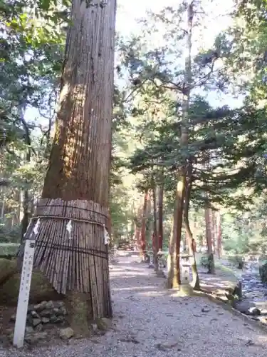 八幡神社（武芸八幡宮）の自然