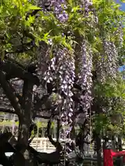 亀戸天神社の自然