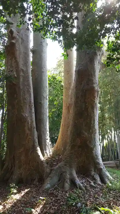 酒門神社の自然