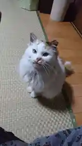 阿邪訶根神社の動物(2021年02月19日(金) 01時43分31秒投稿)