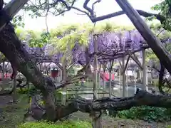 亀戸天神社の自然