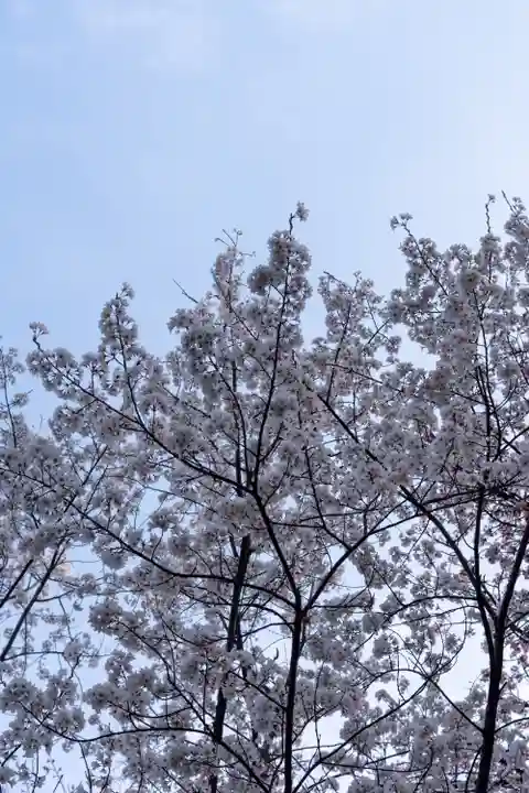 平野神社(京都府)