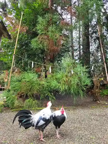 伊佐須美神社の動物