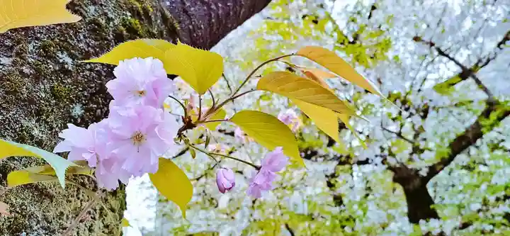 くまくま神社(導きの社 熊野町熊野神社)の自然
