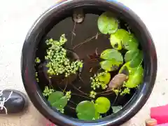 徳島眉山天神社の動物