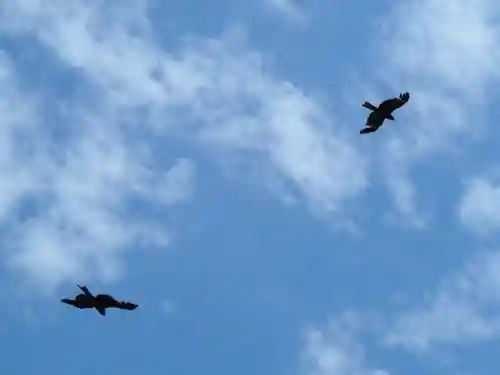 小動神社の動物