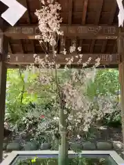 赤坂氷川神社の手水