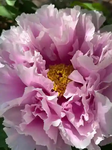 薬師院(兵庫県)