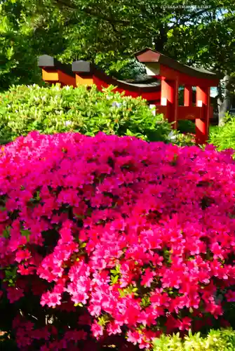 根津神社の景色