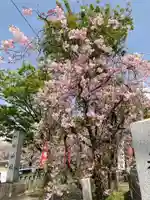 小垣江神明神社の自然