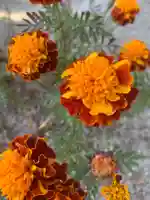 豊景神社の自然