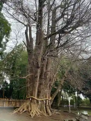 峯ヶ岡八幡神社の{uncategorized: "未分類", other: "その他", undefined: "問題あり", building: "その他建物", grave: "お墓", sacred_gate: "鳥居", guardian: "狛犬", statue: "像", buddha: "仏像", history: "歴史", nature: "自然", garden: "庭園", animal: "動物", pagoda: "塔", temizu: "手水舎", mountain_gate: "山門・神門", sanctuary: "本殿・本堂", subordinate: "末社・摂社", art: "芸術", scenery: "景色", jizo: "地蔵", ema: "絵馬", goshuin: "御朱印", omikuji: "おみくじ", items: "授与品その他", amulet: "お守り", goshuincho: "御朱印帳", eats: "食事", festival: "お祭り", votive_dance: "神楽", shichigosan: "七五三参", wedding: "結婚式", experience: "体験その他", initially: "初詣", around: "周辺", anti_infection: "感染症対策"}