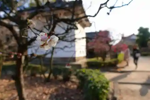 道明寺天満宮の自然