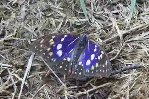 国宝 大法寺の動物(2020年07月20日(月) 06時23分16秒投稿)