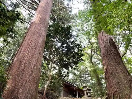 北野神社の自然