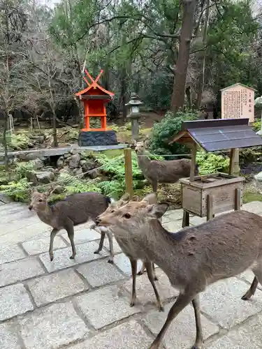 春日大社の動物