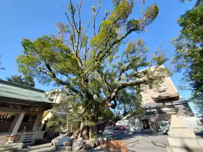 伊河麻神社の自然