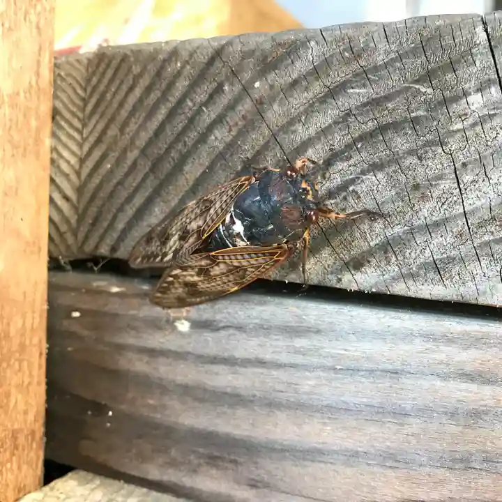 高司神社〜むすびの神の鎮まる社〜の動物