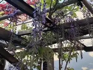 西方山極楽寺(岐阜県)(2022年04月15日(金) 10時50分12秒投稿)