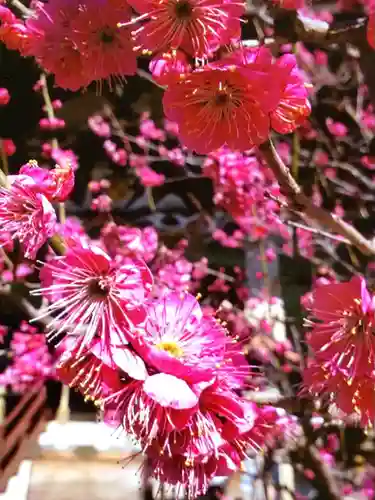 諏訪神社(東京都)