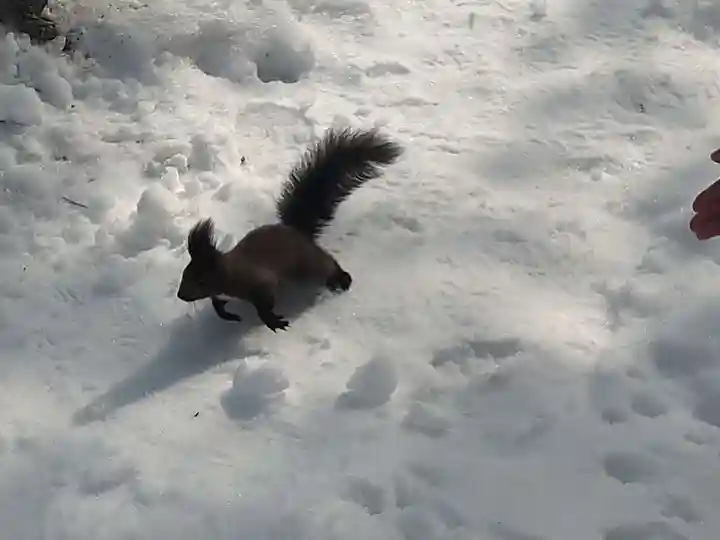 千歳神社の動物