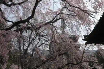 醍醐寺の{uncategorized: "未分類", other: "その他", undefined: "問題あり", building: "その他建物", grave: "お墓", sacred_gate: "鳥居", guardian: "狛犬", statue: "像", buddha: "仏像", history: "歴史", nature: "自然", garden: "庭園", animal: "動物", pagoda: "塔", temizu: "手水舎", mountain_gate: "山門・神門", sanctuary: "本殿・本堂", subordinate: "末社・摂社", art: "芸術", scenery: "景色", jizo: "地蔵", ema: "絵馬", goshuin: "御朱印", omikuji: "おみくじ", items: "授与品その他", amulet: "お守り", goshuincho: "御朱印帳", eats: "食事", festival: "お祭り", votive_dance: "神楽", shichigosan: "七五三参", wedding: "結婚式", experience: "体験その他", initially: "初詣", around: "周辺", anti_infection: "感染症対策"}