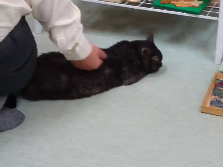 弥生神社の動物