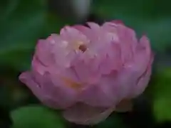 極楽山　浄土寺の自然