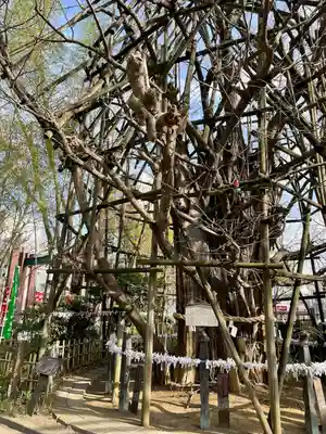 稲毛神社(神奈川県)