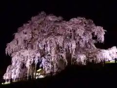 瀧桜神明宮の自然