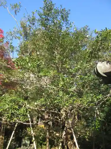 安國論寺（安国論寺）の自然