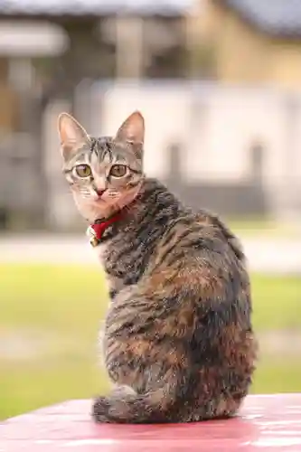 守りの神　藤基神社の動物