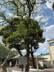 新曽氷川神社(埼玉県)