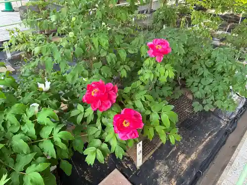 観音寺(徳島県)