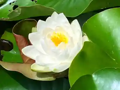 真言宗　善通寺派　薬王寺(香川県)