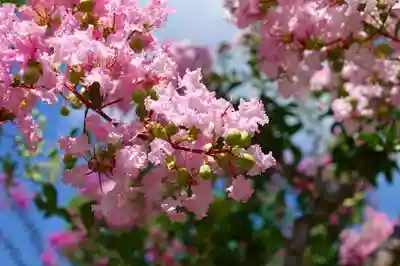 東南院（東大寺本坊）の自然