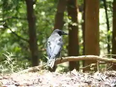 出雲大神宮の動物