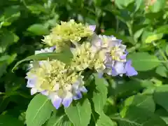 普門寺(切り絵御朱印発祥の寺)(愛知県)