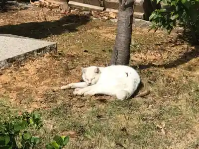 長崎縣護國神社の動物