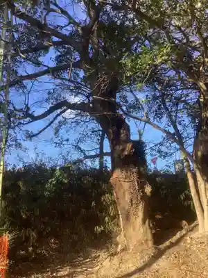 廃社・黒龍大神(愛知県)