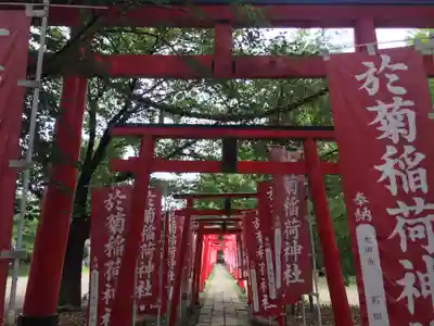 於菊稲荷神社の鳥居