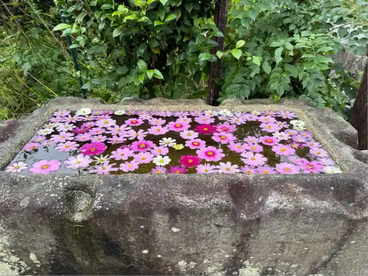 般若寺 ❁コスモス寺❁(奈良県)