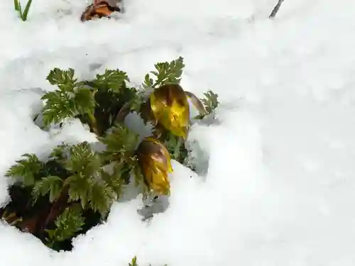 留辺蘂神社の自然