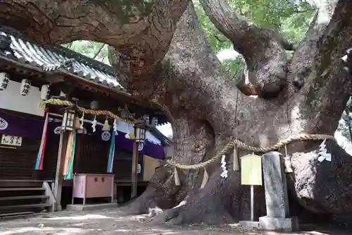 三島神社の自然