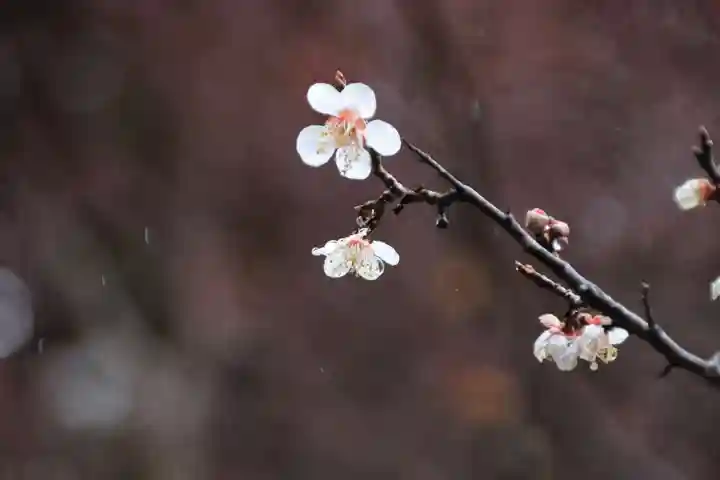 鹿島大神宮の自然