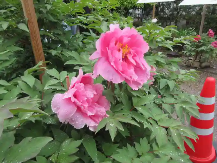 國分寺(高知県)