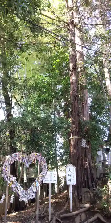 座間神社(神奈川県)