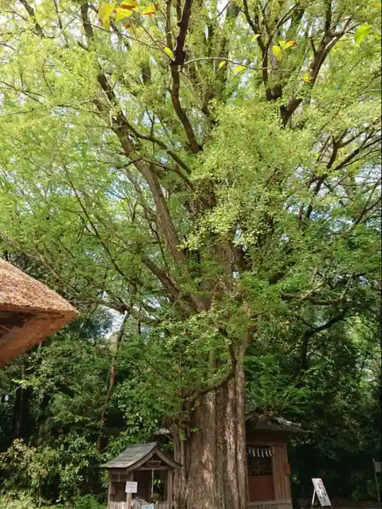 玉敷神社の自然