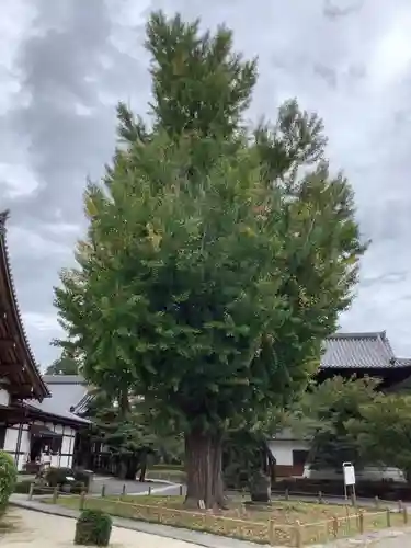 永保寺の自然